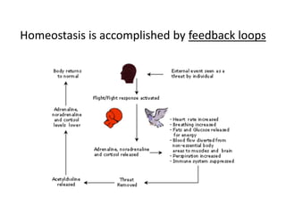 Homeostasis is accomplished by feedback loops
 