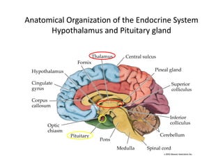 Anatomical Organization of the Endocrine System
Hypothalamus and Pituitary gland
 