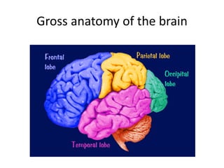 Gross anatomy of the brain
 