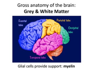 Gross anatomy of the brain:
Grey & White Matter
Glial cells provide support: myelin
 