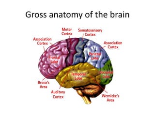 Gross anatomy of the brain
 