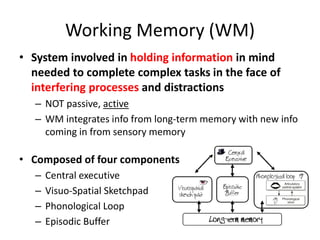 Working Memory (WM)
• System involved in holding information in mind
needed to complete complex tasks in the face of
interfering processes and distractions
– NOT passive, active
– WM integrates info from long-term memory with new info
coming in from sensory memory
• Composed of four components
– Central executive
– Visuo-Spatial Sketchpad
– Phonological Loop
– Episodic Buffer
 
