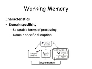 Working Memory
Characteristics
• Domain specificity
– Separable forms of processing
– Domain specific disruption
 