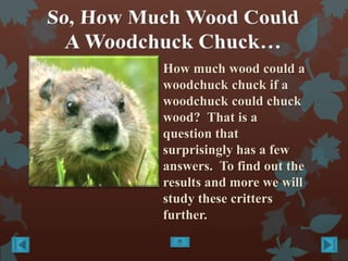 How Much Wood Can A Woodchuck Chuck &amp; Other Questions Regarding 