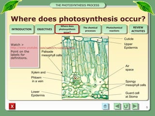 Integrated Science M1 Photosynthesis Process | PPT