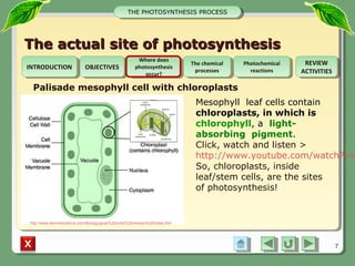 Integrated Science M1 Photosynthesis Process | PPT