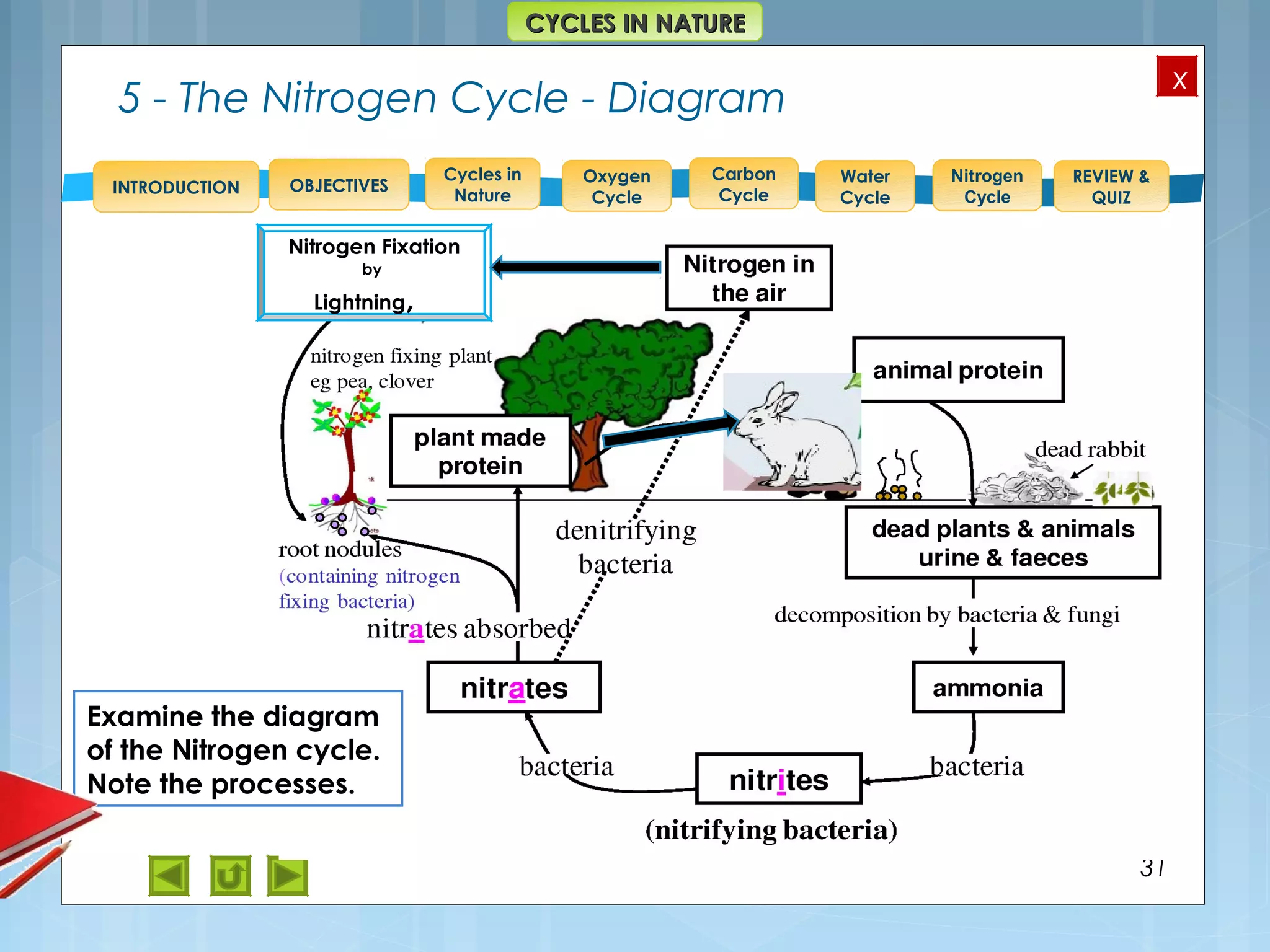 OBJECTIVES
Oxygen
Cycle
Carbon
Cycle
Water
Cycle
Nitrogen
Cycle
REVIEW &
QUIZ
INTRODUCTION
x
CYCLES IN NATURECYCLES IN NATURE
Cycles in
Nature
31
Nitrogen Fixation
by
Lightning,
Examine the diagram
of the Nitrogen cycle.
Note the processes.
5 - The Nitrogen Cycle - Diagram
 