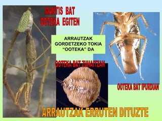 Intsektuakpp[1] | PPT