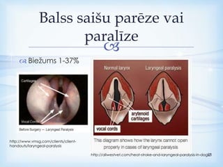 
 Biežums 1-37%
Balss saišu parēze vai
paralīze
http://www.vmsg.com/clients/client-
handouts/laryngeal-paralysis
http://allwestvet.com/heat-stroke-and-laryngeal-paralysis-in-dogs/28
 