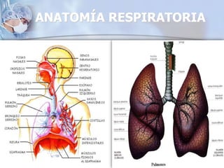 ANATOMÍA RESPIRATORIA
 