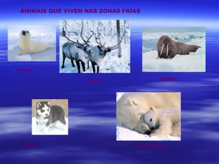 ANIMAIS QUE VIVEN NAS ZONAS FRÍAS




FOCA

                  RENO                 MORSA




  CAN                           OSO POLAR
 