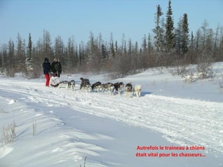 Autrefois le traineau à chiens était vital pour les chasseurs… 