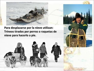 Para desplazarse por la nieve utilizan: Trineos tirados por perros o raquetas de nieve para hacerlo a pie. 