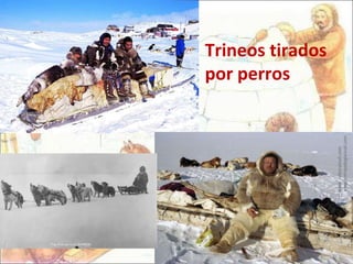 Trineos tirados por perros 