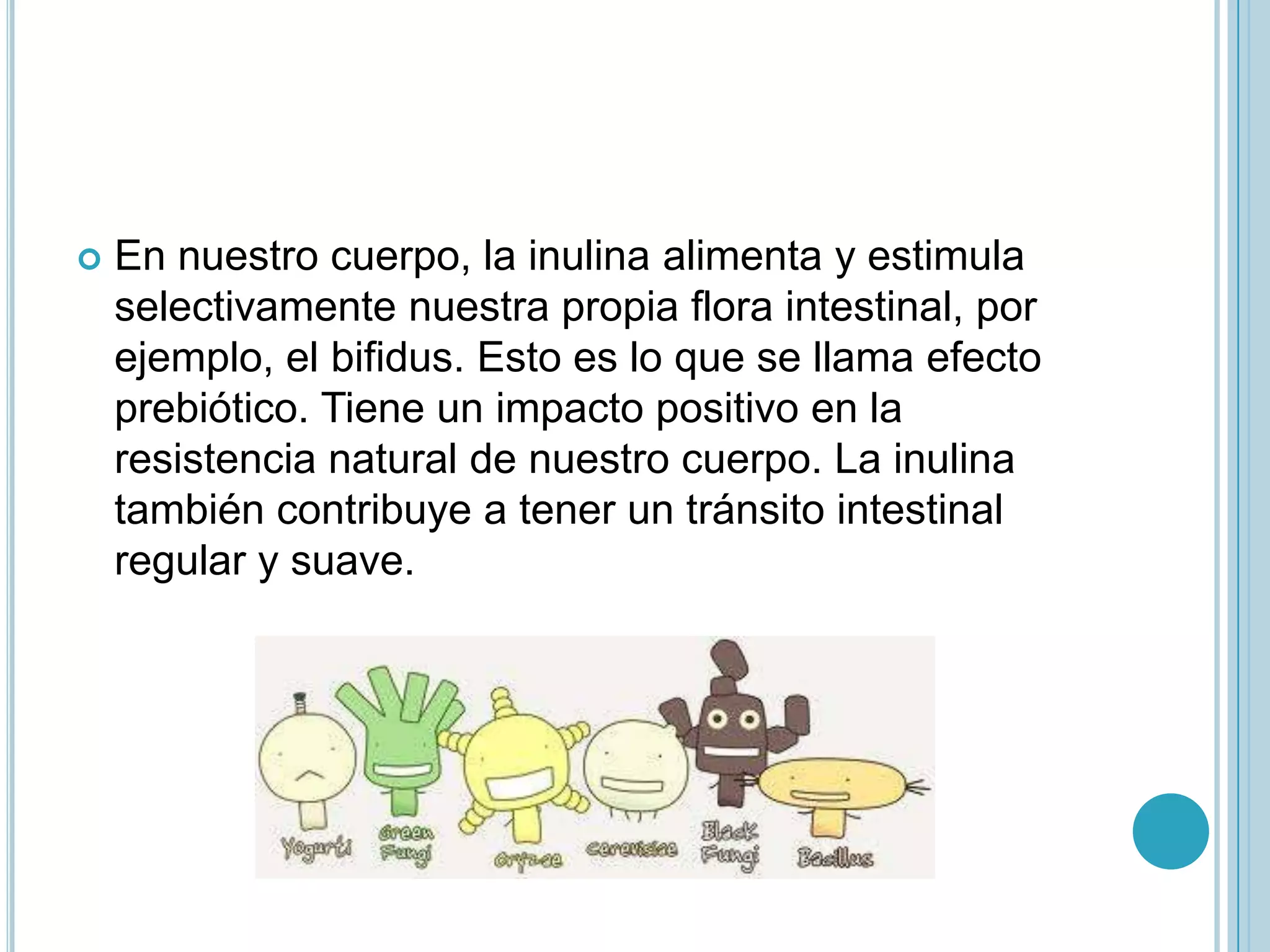 Que hace la inulina en el cuerpo | Mycausewaycafe.com