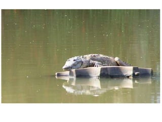 inundacion 2007 en tabasco