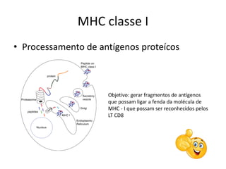 MHC classe I
• Processamento de antígenos proteícos
Objetivo: gerar fragmentos de antígenos
que possam ligar a fenda da molécula de
MHC - I que possam ser reconhecidos pelos
LT CD8
 