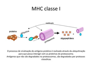 MHC classe I
O processo de sinalização do antígeno protéico é realizado através da ubiquitinação
para que possa interagir com as proteínas do proteassoma.
Antígenos que não são degradados no proteassomas, são degradados por proteases
citosólicas
 