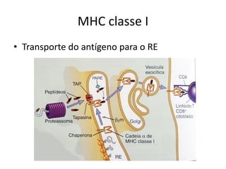 MHC classe I
• Transporte do antígeno para o RE
 