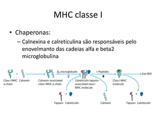 MHC classe I
• Chaperonas:
– Calnexina e calreticulina são responsáveis pelo
enovelmanto das cadeias alfa e beta2
microglobulina
 