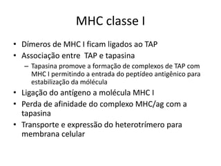 MHC classe I
• Dímeros de MHC I ficam ligados ao TAP
• Associação entre TAP e tapasina
– Tapasina promove a formação de complexos de TAP com
MHC I permitindo a entrada do peptídeo antigênico para
estabilização da mólécula
• Ligação do antígeno a molécula MHC I
• Perda de afinidade do complexo MHC/ag com a
tapasina
• Transporte e expressão do heterotrímero para
membrana celular
 