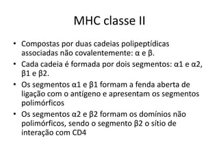 MHC classe II
• Compostas por duas cadeias polipeptídicas
associadas não covalentemente: α e β.
• Cada cadeia é formada por dois segmentos: α1 e α2,
β1 e β2.
• Os segmentos α1 e β1 formam a fenda aberta de
ligação com o antígeno e apresentam os segmentos
polimórficos
• Os segmentos α2 e β2 formam os domínios não
polimórficos, sendo o segmento β2 o sítio de
interação com CD4
 
