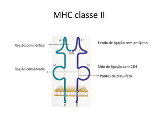 MHC classe II
Fenda de ligação com antígeno
Sítio de ligação com CD4
Pontes de dissulfeto
Região polimórfica
Região conservada
 