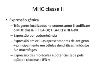 MHC classe II
• Expressão gênica
– Três genes localizados no cromossomo 6 codificam
o MHC classe II: HLA-DP, HLA-DQ e HLA-DR.
– Expressão por codominância
– Expressão em células apresentadoras de antígeno
– principalmente em células dendríticas, linfócitos
B e macrófagos
– Expressão das moléculas é potencializada pela
ação de citocinas : IFN-γ
 