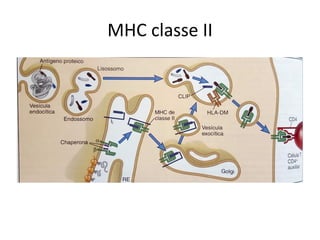 MHC classe II
• Processamento de antígenos protéicos
 