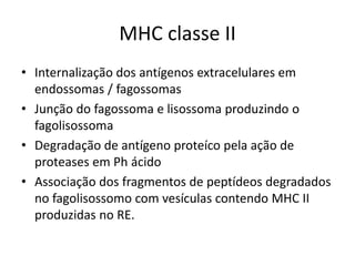 MHC classe II
• Internalização dos antígenos extracelulares em
endossomas / fagossomas
• Junção do fagossoma e lisossoma produzindo o
fagolisossoma
• Degradação de antígeno proteíco pela ação de
proteases em Ph ácido
• Associação dos fragmentos de peptídeos degradados
no fagolisossomo com vesículas contendo MHC II
produzidas no RE.
 