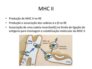 MHC II
• Produção de MHC II no RE
• Produção e associação das cadeias α e β no RE
• Associação de uma cadeia invariável(i) na fenda de ligação do
antígeno para montagem e estabilização molecular da MHC II
 