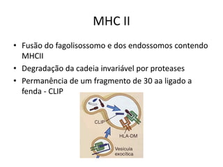 MHC II
• Fusão do fagolisossomo e dos endossomos contendo
MHCII
• Degradação da cadeia invariável por proteases
• Permanência de um fragmento de 30 aa ligado a
fenda - CLIP
 