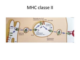 MHC classe II
 