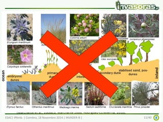 Acacia longifolia - o problema 
Principais impactes: 
- Diminuição da biodiversidades; ameaça a espécies e 
habitats protegidos, e.g., sítios Natura 2000 and Áreas 
Protegidas1 
- Alterações na microbiologia e química do solo2 
- Diminuição da productividade florestal 
- Alteração das condições de fogo 
 Impactes económicos: >> 1M€ + dados não 
disponíveis 
1(Marchante et al., 2003, Marchante, 2001, 2011, Rascher et al., 2011, Hellmann et al., 2011) 
2(Marchante et al., 2008a,b, Marchante 2008, Rodríguez-Echeverría, 2010): 
ESAC| IPAmb. | Coimbra, 18 Novembro 2014 | INVADER-B | 11/40 
 