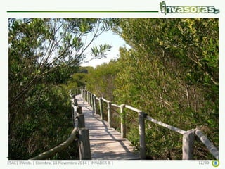 Acacia longifolia - o problema 
ESAC| IPAmb. | Coimbra, 18 Novembro 2014 | INVADER-B | 12/40 
 