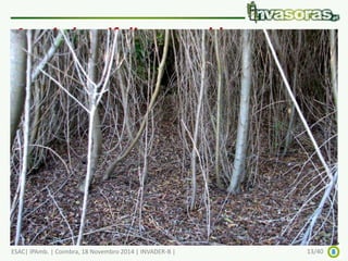 Acacia longifolia - o problema 
ESAC| IPAmb. | Coimbra, 18 Novembro 2014 | INVADER-B | 13/40 
 