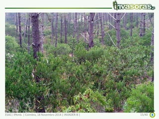 Acacia longifolia - o problema 
ESAC| IPAmb. | Coimbra, 18 Novembro 2014 | INVADER-B | 15/40 
 