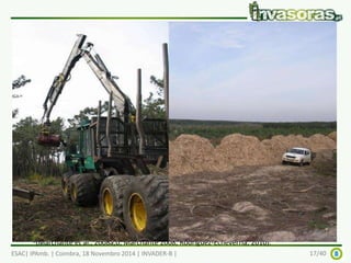 Acacia longifolia - o problema 
Principais impactes: 
- Diminuição da biodiversidades; ameaça a espécies e 
habitats protegidos, e.g., sítios Natura 2000 and Áreas 
Protegidas1 
- Alterações na microbiologia e química do solo2 
- Diminuição da productividade florestal 
- Alteração das condições de fogo 
 Impactes económicos: >> 1M€ + dados não 
disponíveis 
1(Marchante et al., 2003, Marchante, 2001, 2011, Rascher et al., 2011, Hellmann et al., 2011) 
2(Marchante et al., 2008a,b, Marchante 2008, Rodríguez-Echeverría, 2010): 
ESAC| IPAmb. | Coimbra, 18 Novembro 2014 | INVADER-B | 17/40 
 