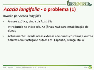 Acacia longifolia - o problema (1) 
Invasão por Acacia longifolia 
- Árvore exótica, vinda da Austrália 
- Introduzida no início séc. XX (finais XIX) para estabilização de 
dunas 
- Actualmente: invade áreas extensas de dunas costeiras e outros 
habitats em Portugal e outros EM: Espanha, França, Itália 
ESAC| IPAmb. | Coimbra, 18 Novembro 2014 | INVADER-B | 2/40 
 