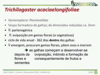 Trichilogaster acaciaelongifoliae 
• Hymenoptera: Pteromalidae 
• Vespa formadora de galhas; de dimensões reduzidas ca. 3mm 
• ♀: partenogénica 
• ♀: oviposição em gemas florais (e vegetativas) 
• ciclo de vida anual - 362 dias dentro das galhas 
• ♀ emergem, procuram gemas florais, põem ovos e morrem 
 as galhas começam a desenvolver-se 
depois da oviposição, inibindo a formação de 
flores e consequentemente de frutos e 
sementes 
ESAC| IPAmb. | Coimbra, 18 Novembro 2014 | INVADER-B | 29/40 
 