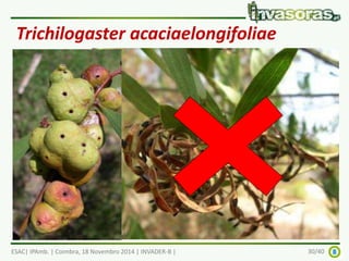 Trichilogaster acaciaelongifoliae 
• Hymenoptera: Pteromalidae 
• Vespa formadora de galhas; de dimensões reduzidas ca. 3mm 
• ♀: partenogénica 
• ♀: oviposição em gemas florais (e vegetativas) 
• ciclo de vida anual - 362 dias dentro das galhas 
• ♀ emergem, procuram gemas florais, põem ovos e morrem 
ESAC| IPAmb. | Coimbra, 18 Novembro 2014 | INVADER-B | 30/40 
 