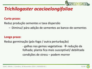 Trichilogaster acaciaelongifoliae 
Curto prazo: 
Reduz produção sementes e taxa dispersão 
– Diminui/ pára adição de sementes ao banco-de-sementes 
Longo prazo: 
Reduz germinação (pós-fogo / outra perturbação) 
- galhas nas gemas vegetativas  redução da 
folhada; planta fica mais susceptível/ debilitada 
condições de stress – podem morrer 
ESAC| IPAmb. | Coimbra, 18 Novembro 2014 | INVADER-B | 31/40 
 