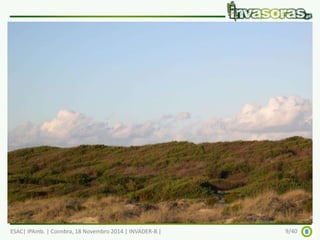 Acacia longifolia - o problema (1) 
ESAC| IPAmb. | Coimbra, 18 Novembro 2014 | INVADER-B | 9/40 
 