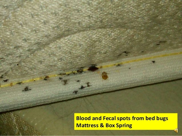 Invader Pest Management When It Matters Most