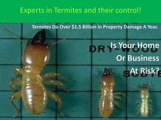 Experts in Termites and their control!Termites Do Over $1.5 Billion in Property Damage A Year. Is Your Home Or Business At Risk? 