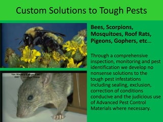 Custom Solutions to Tough PestsBees, Scorpions, Mosquitoes, Roof Rats, Pigeons, Gophers, etc…Through a comprehensive inspection, monitoring and pest identification we develop no nonsense solutions to the tough pest infestations including sealing, exclusion, correction of conditions conducive and the judicious use of Advanced Pest Control Materials where necessary.