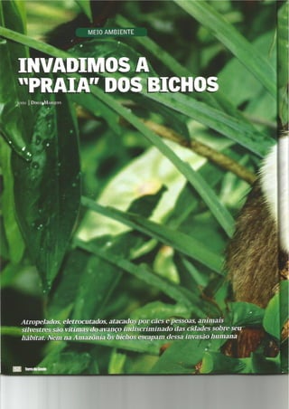 Invadimos a "praia" dos bichos