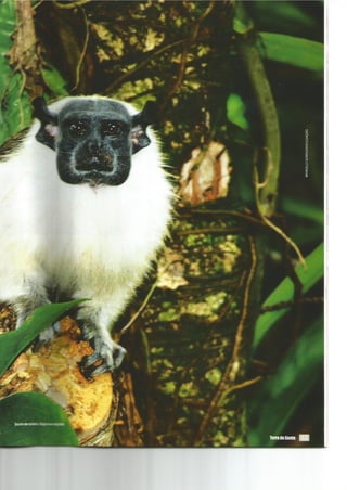 Invadimos a "praia" dos bichos