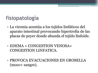 fisiopatología
• La viremia acentúa a los tejidos linfáticos del
  aparato intestinal provocando hipertrofia de las
  placas de peyer donde abunda el tejido linfoide.

• EDEMA + CONGESTION VENOSA+
  CONGESTION LINFATICA.

• PROVOCA EVACUACIONES EN GROSELLA
  (moco+ sangre).
 