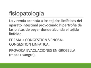 fisiopatología
La viremia acentúa a los tejidos linfáticos del
aparato intestinal provocando hipertrofia de
las placas de peyer donde abunda el tejido
linfoide.
EDEMA + CONGESTION VENOSA+
CONGESTION LINFATICA.
PROVOCA EVACUACIONES EN GROSELLA
(moco+ sangre).
 